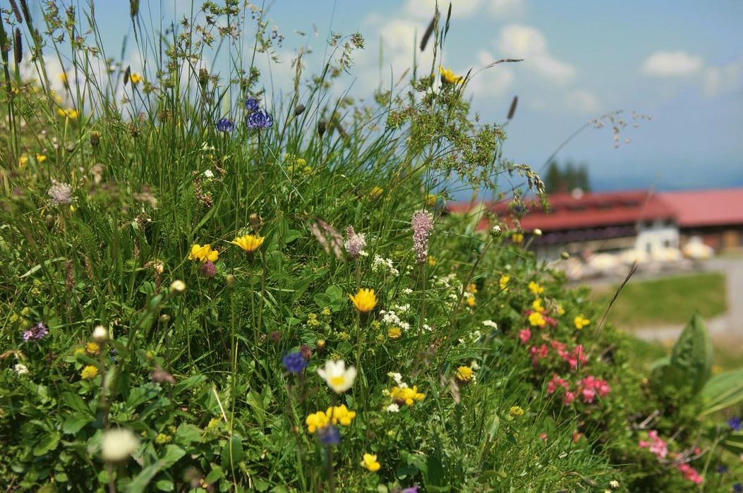 Blumenwiese um den Falken