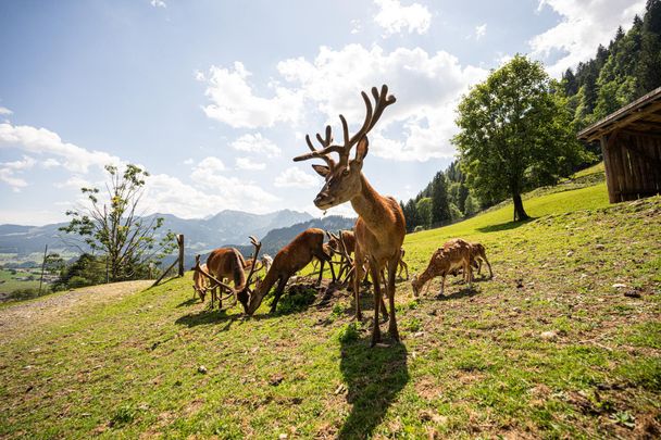 Alpenwildpark Obermaiselstein