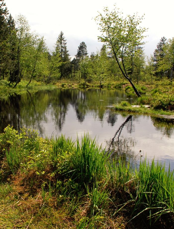 Der Panoramaweg bei Sulzberg - Grenzenlose Aussicht