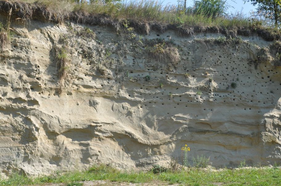 Nistplätze in der Steilwand