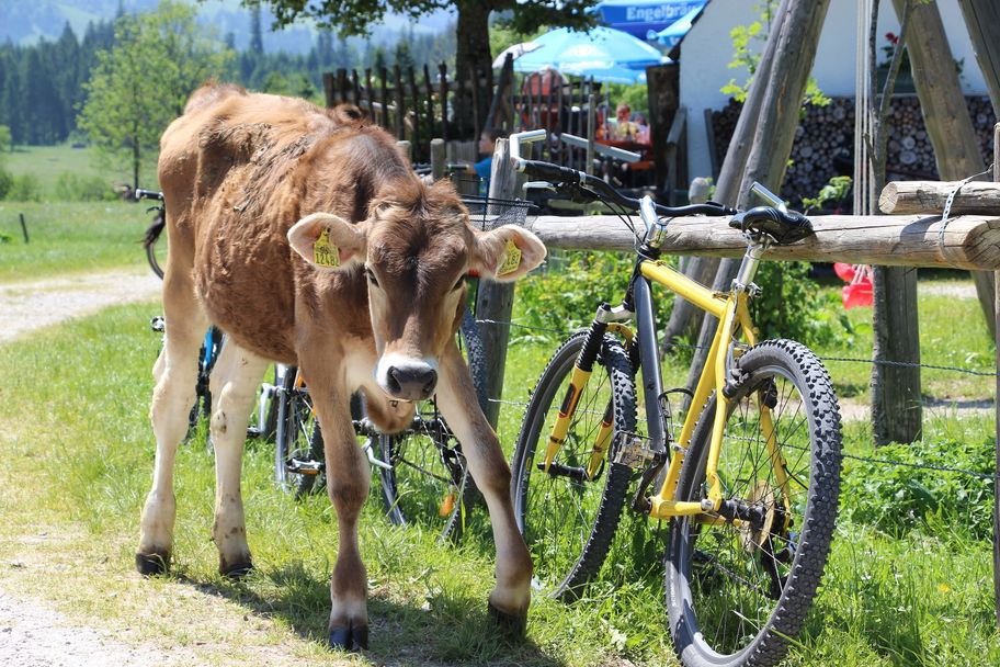 Schumpen beim Kalbelehof