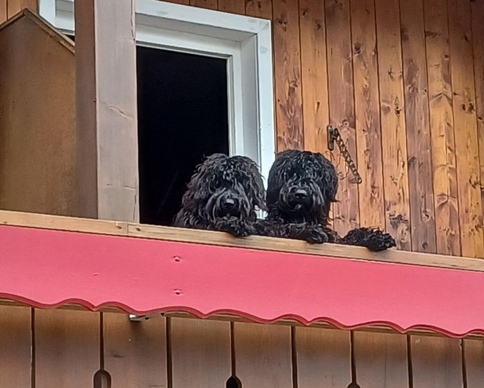 die Zwei