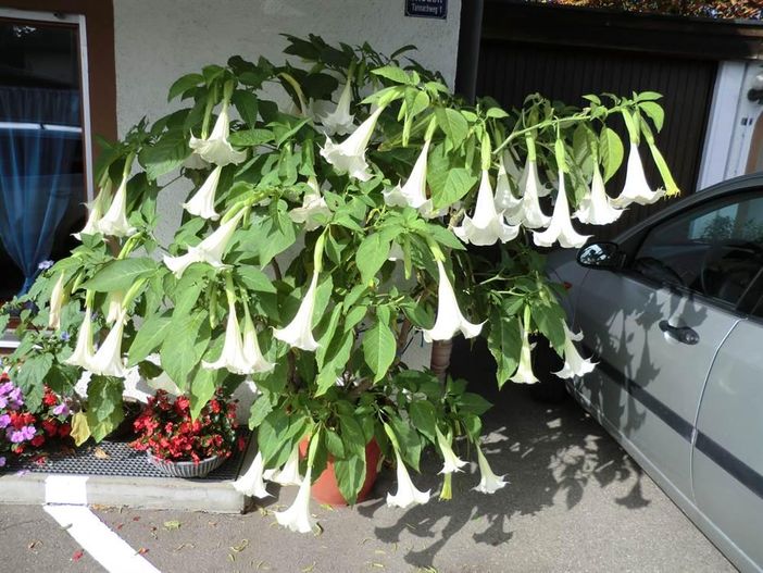 Blumenbild