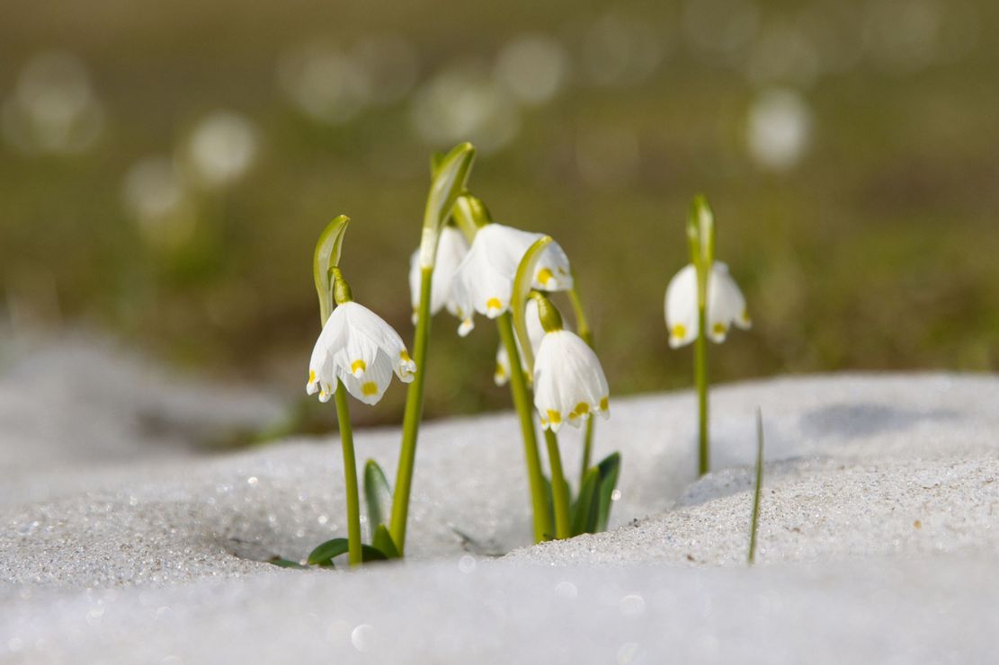 Auf der Jagd nach Frühlingsboten_Theresa Hilber_klein