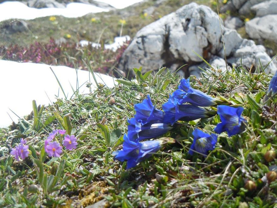 Mai - Juni - Haben Sie unsere Blumenpracht