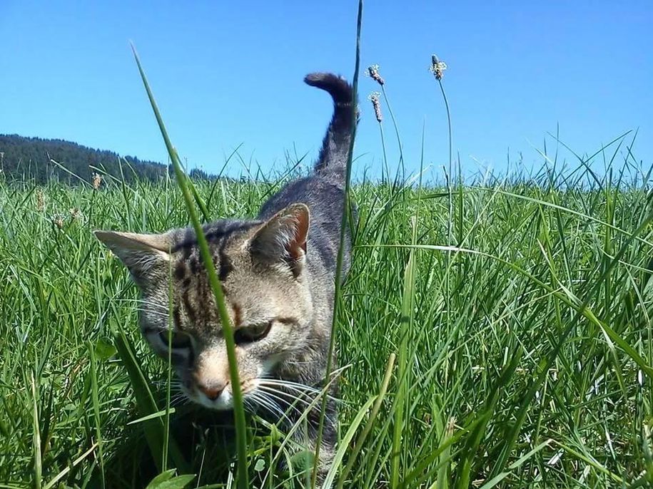 Pauli unser Kater