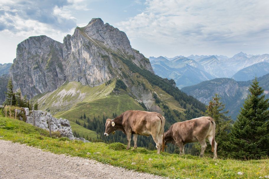 Blick auf den Aggenstein vom Kamm des Breitenbergs