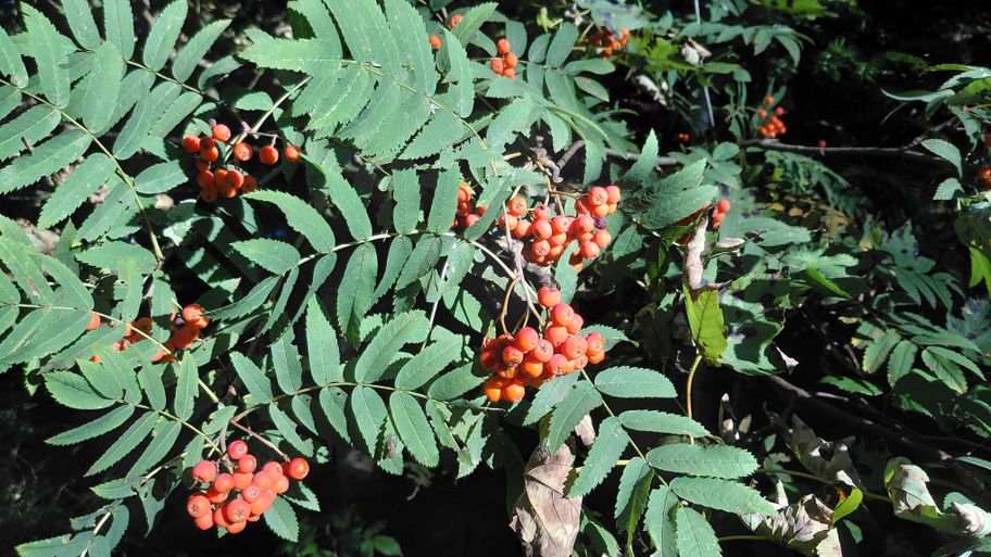 Ab September leuchten die reifen Vogelbeeren korallrot
