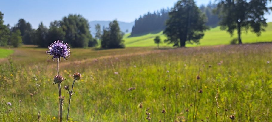 Moorrunde Salgenreute