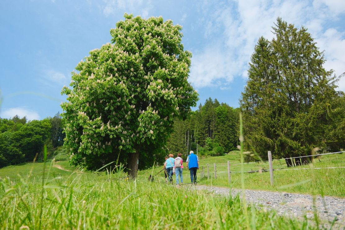 Über Wald- und Wiesenwege