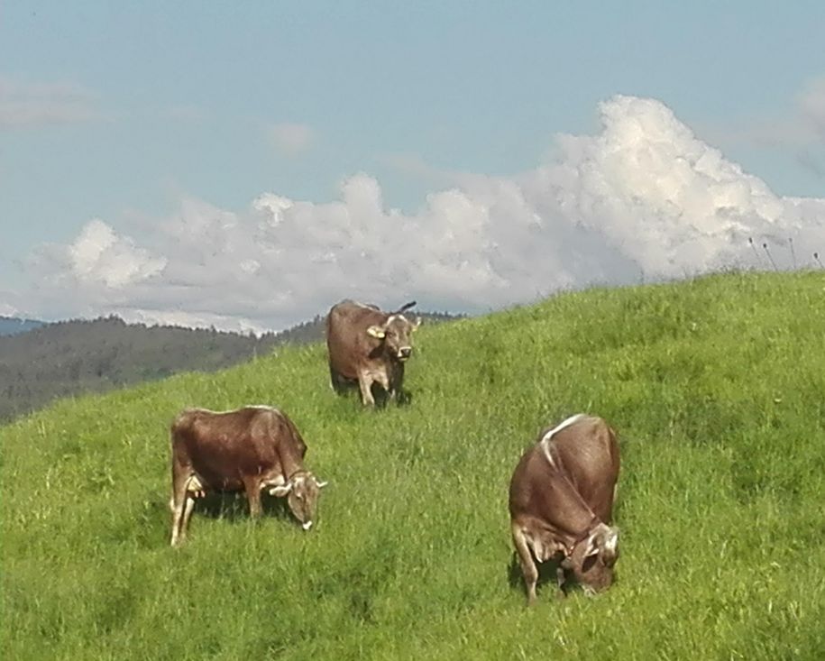 Bauernhof Hefele - Kühe vor dem Gästehaus