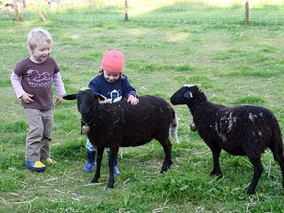 Kinder mit Schafen