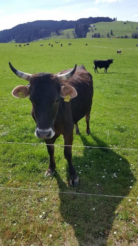 glückliche Kühe im Allgäu