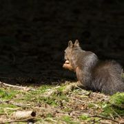 Eichhörnchenwald bei Fischen