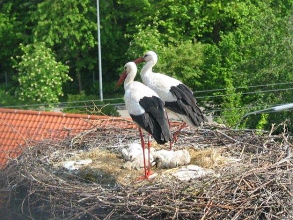 Störche in Pfaffenhausen