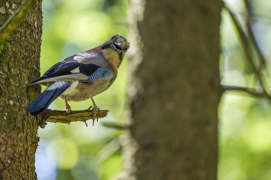 Eichhörnchenwald - Fischen Allgäu