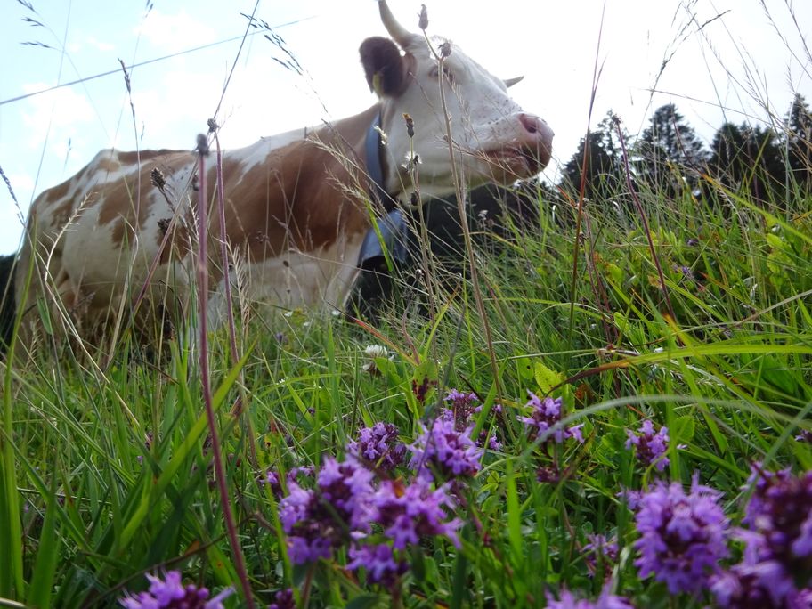 Kuh auf der Alpe in Bolsterlang