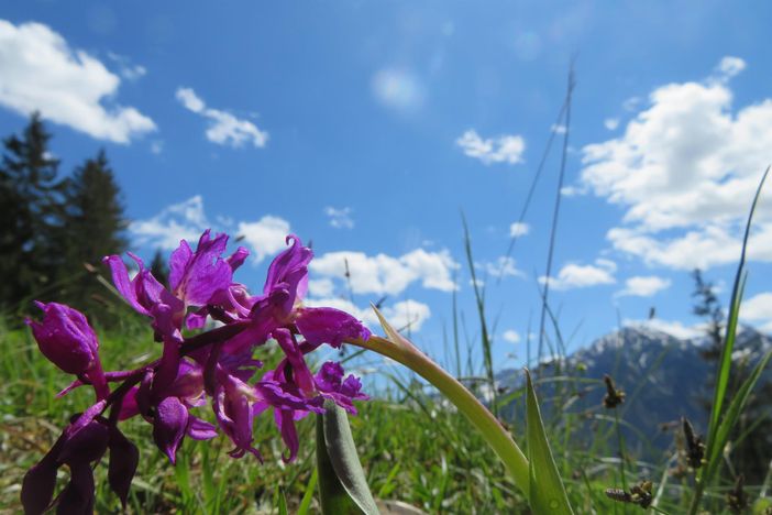 Frühling in Bad Hindelang