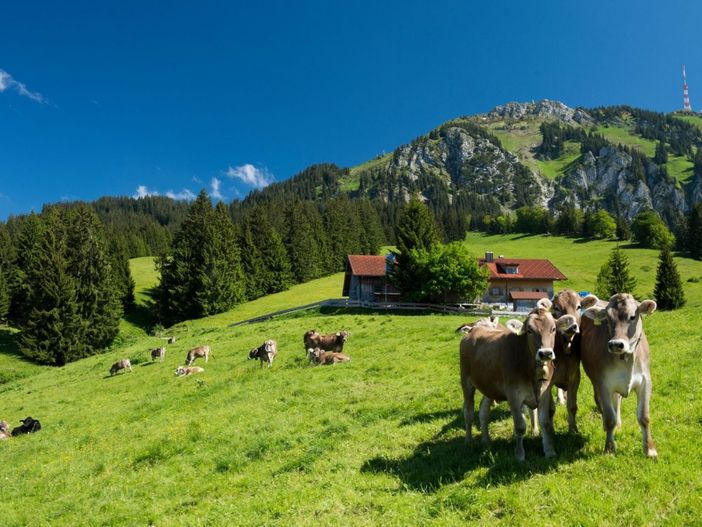 aufdemgrntenallgugmbhklaus-peterkappestccbysade3.0