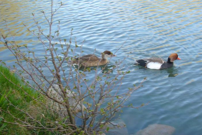 unsere Enten