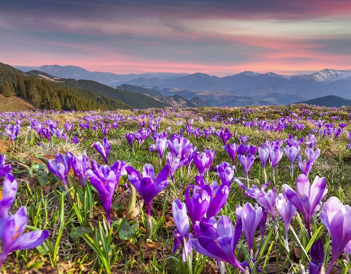 Krokusblüte