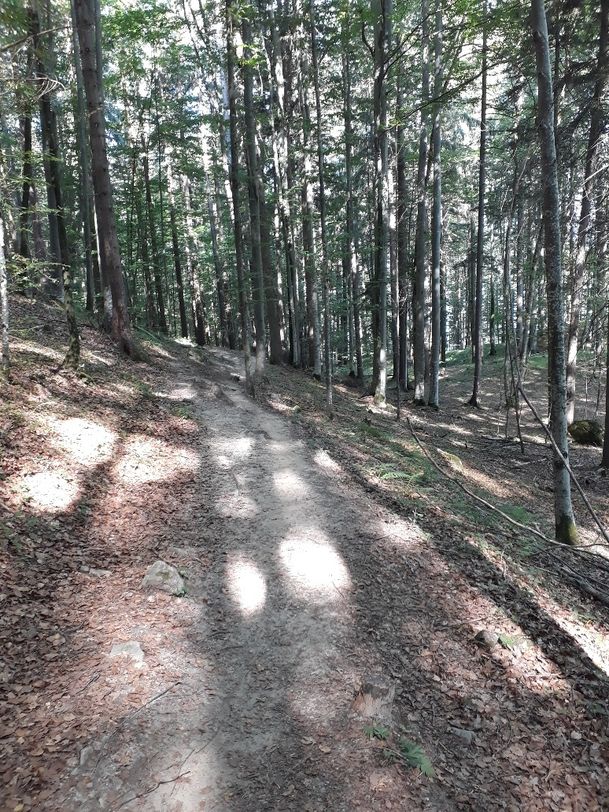 Waldweg zum Weißensee