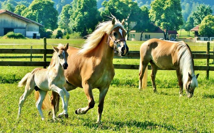 unser ganzer Stolz: die Edelbluthaflinger-Zucht