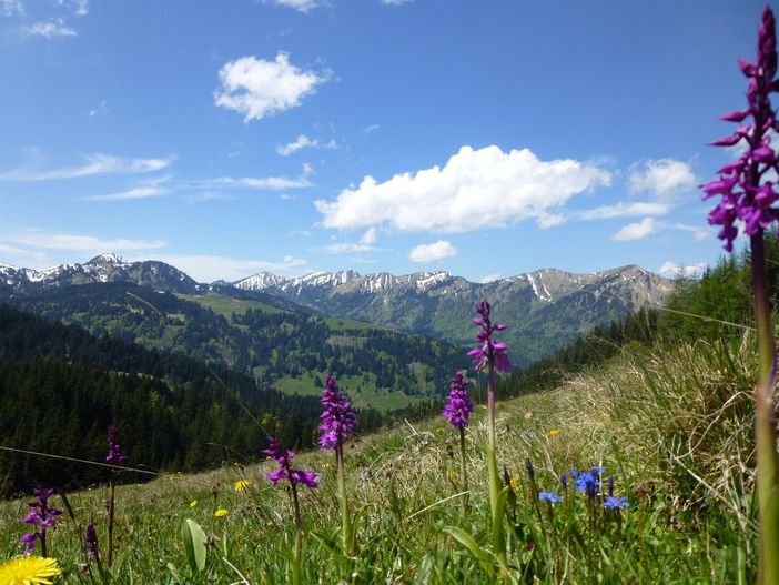 Allgäu Frühling