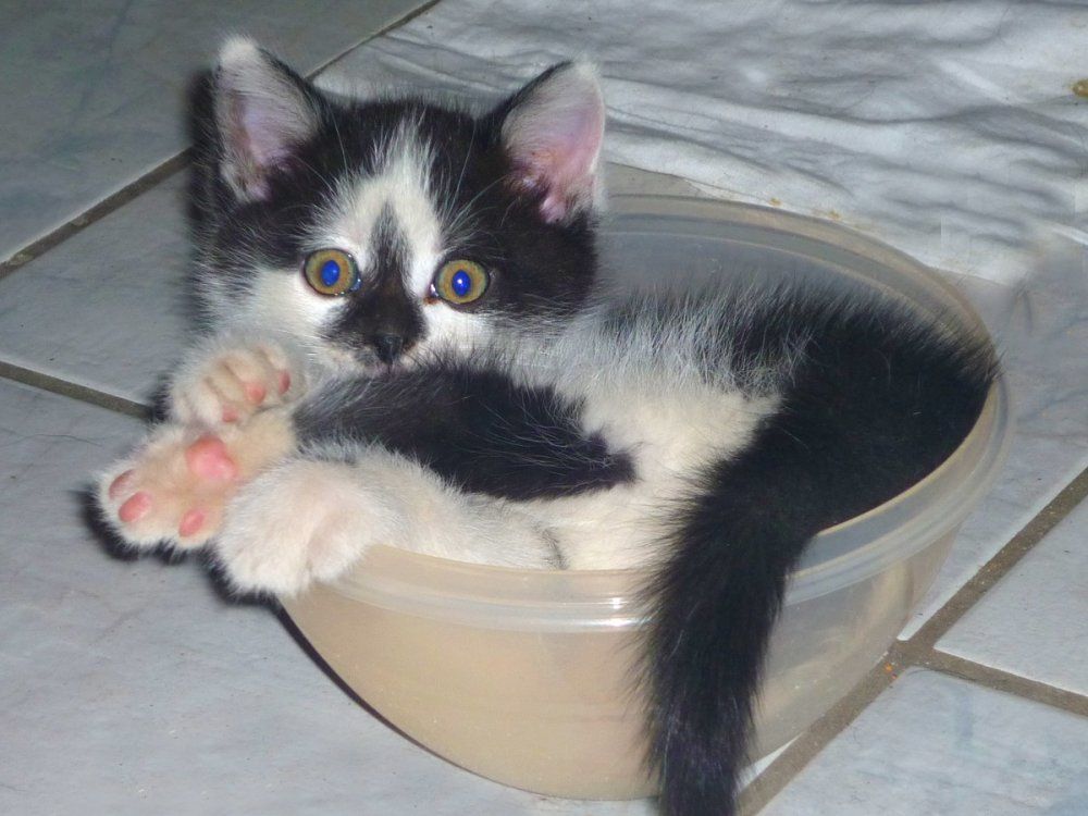 Unsere Kätzchen finden überall ein Plätzchen