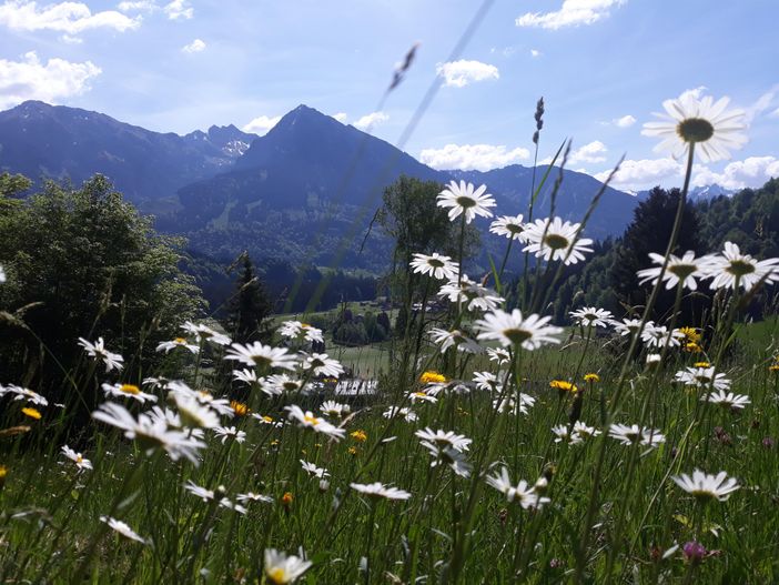 Margariten Traum  Blick aufs Nebelhorn