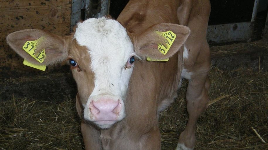 Unsere Kälbchen