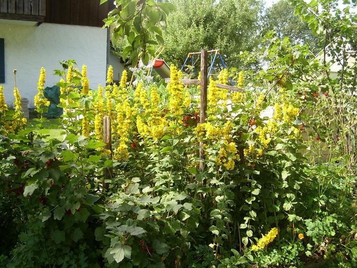 Sommerblumen