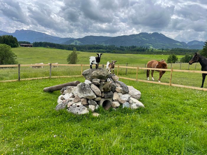 Tiere am Hof