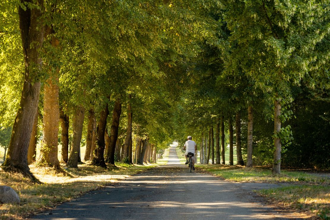 Baumallee_bei_Ziemetshausen