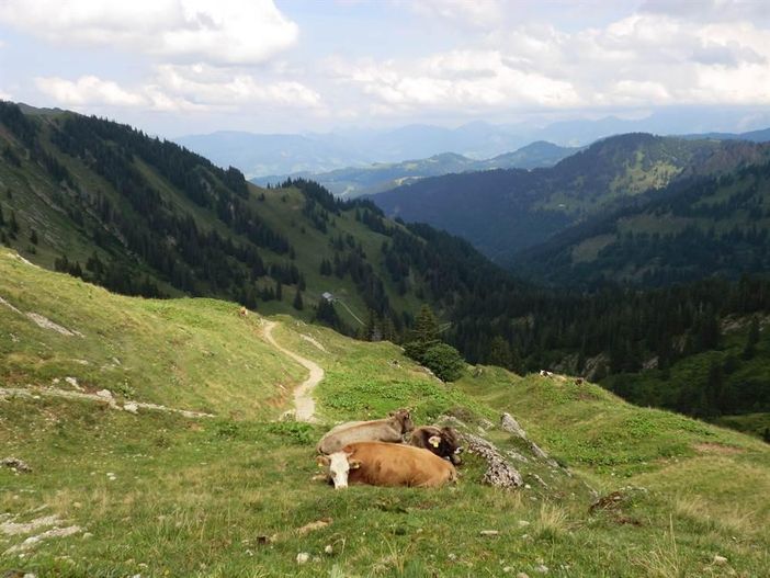 Kühe Hochgrat