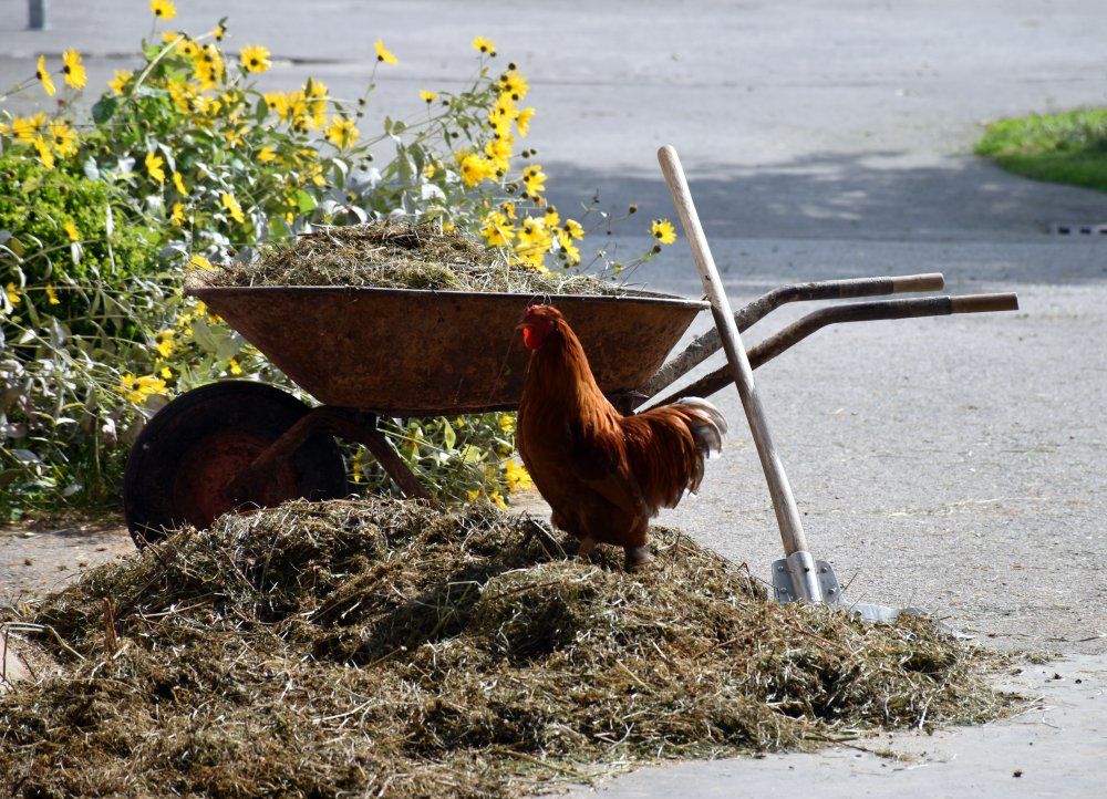 Hofleben: Schubkarre, Hahn