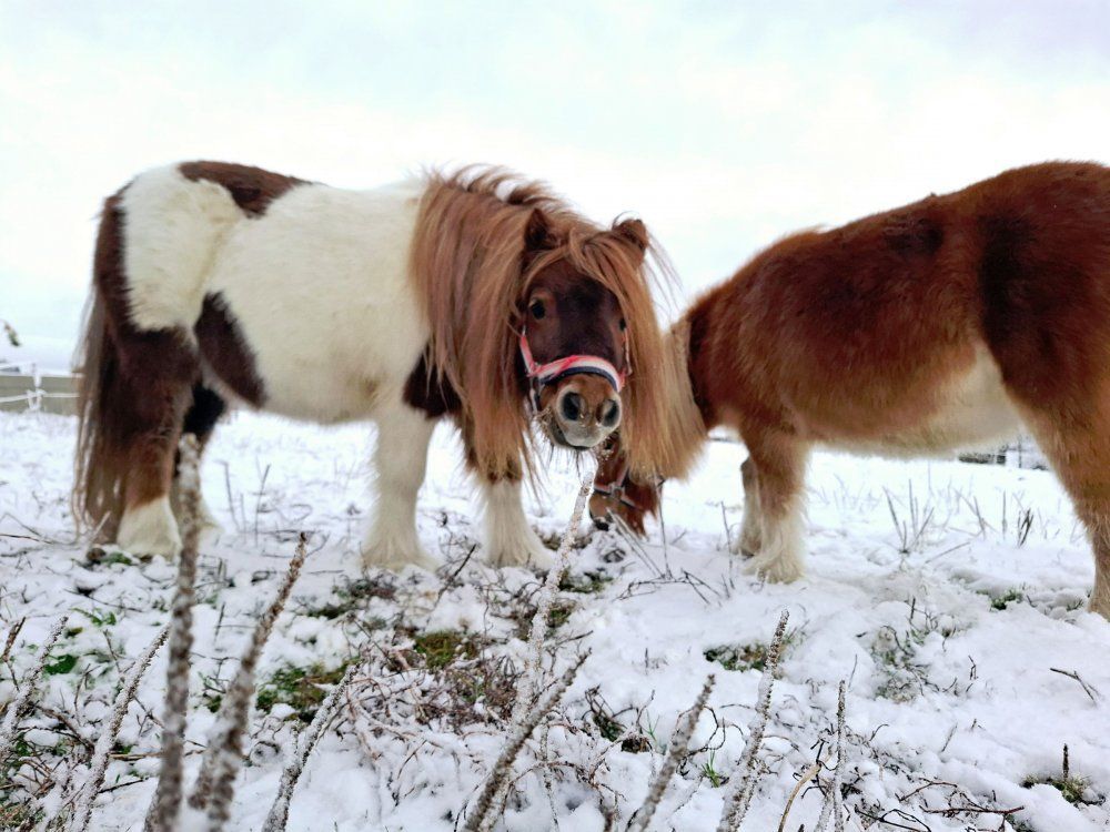 Ponys