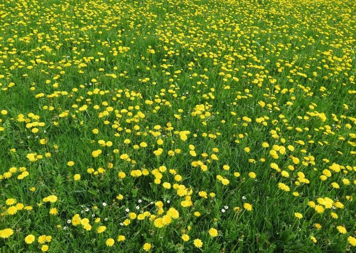 Löwenzahnblüte