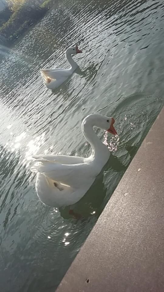 unsere Gänse
