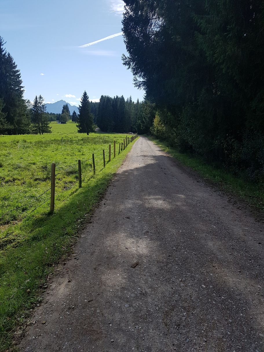 Forstweg Richtung Burgruine Hopfen