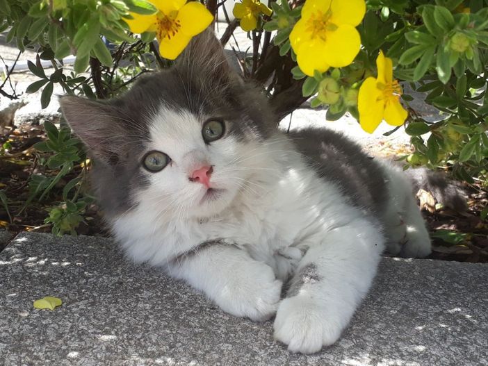 Unsere Katze