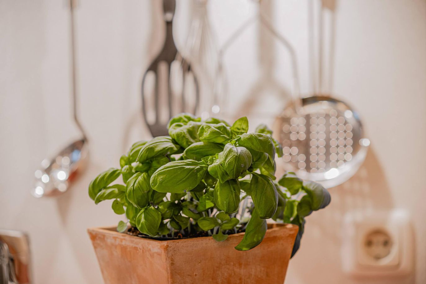 K-69102_FeWo-Soldanelle-Kueche-Detail_6453_©Tanner