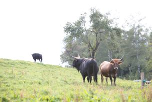 Auerochsen auf saftigen Wiesen