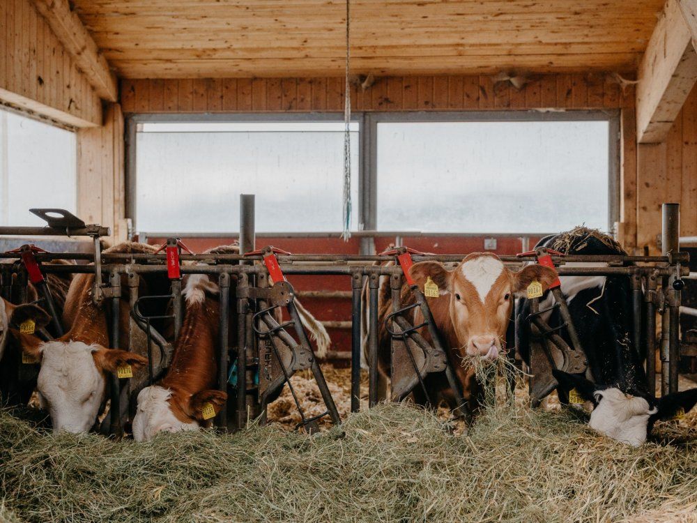 Kälber in der Laufbox