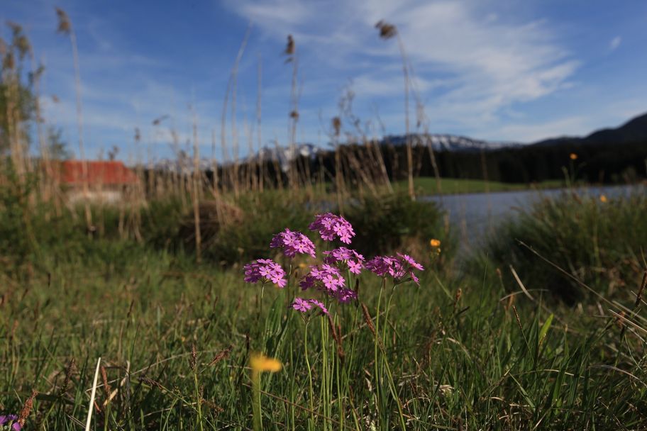 Mehlprimeln am Attlesee