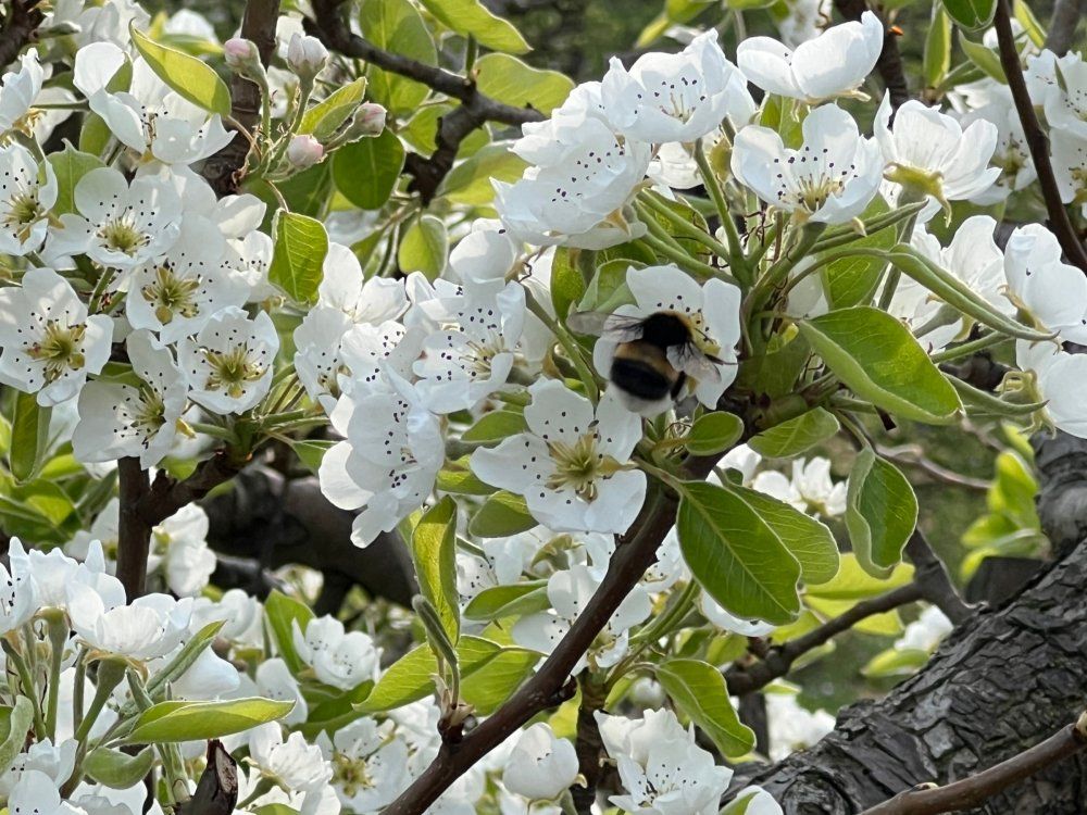 Birnenblüte am Ferienhaus