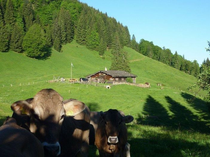 Viehauftrieb