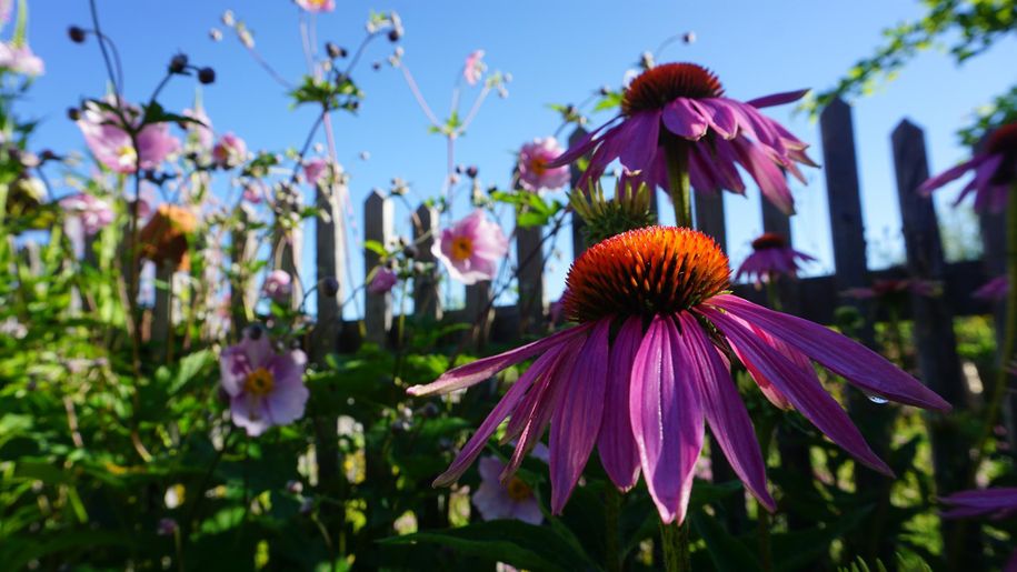 Bauerngarten