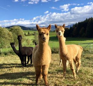 Wild Westallgäu Alpakas auf der Weide