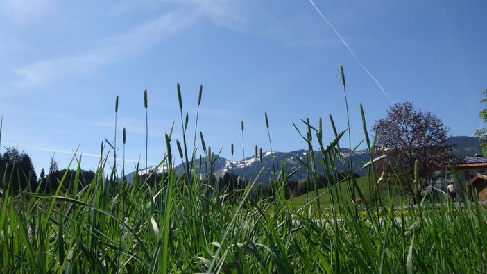 Blick auf Hörnerbahn mit Gras